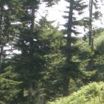 Foto Capre nel bosco di Monte Vulture